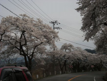 スノーランドからの風の便り-桜