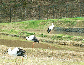 コウノトリの郷公園