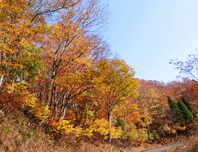 紅葉狩り